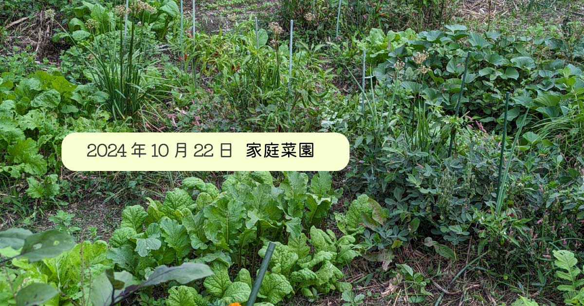 2024年10月22日の菜園の写真。夏野菜、秋冬野菜が一緒に元気に育つ様子です。