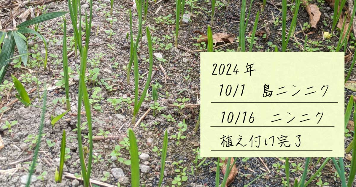 島ニンニクの芽の画像とニンニクを植えた日付と植えた旨の説明文