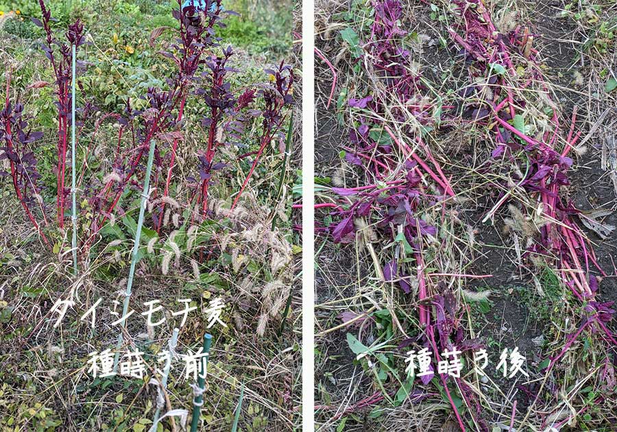 ダイシモチ麦の種蒔き前と種まき後の画像とタイトルテキスト（ダイシモチ麦種蒔き前種蒔き後）