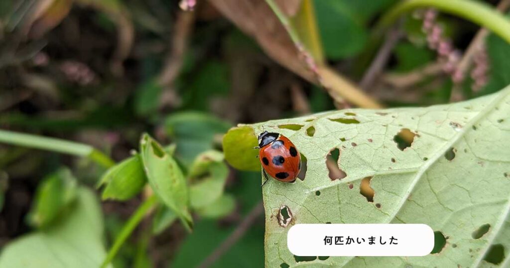 テントウムシの画像と補足テキスト（何匹かいました）