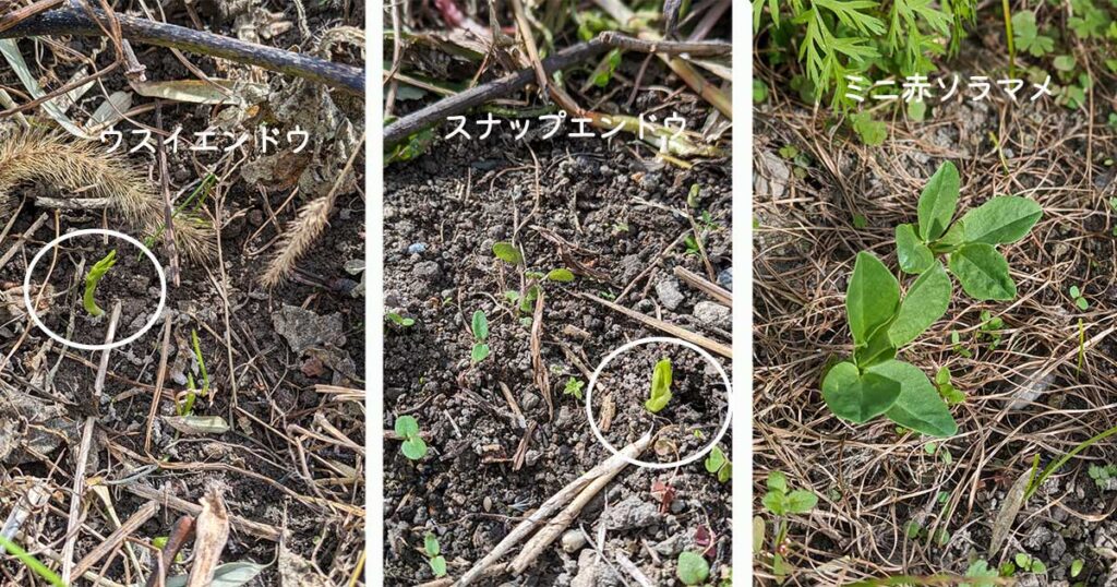 ウスイエンドウ、スナップエンドウ、ミニ赤ソラマメの芽が出たところの画像とテキスト（ウスイエンドウ　スナップエンドウ　ミニ赤ソラマメ）