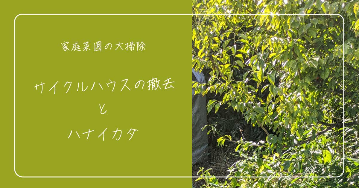 梅の木の画像とタイトルテキスト（家庭菜園の大掃除　サイクルハウスの撤去とハナイカダ）