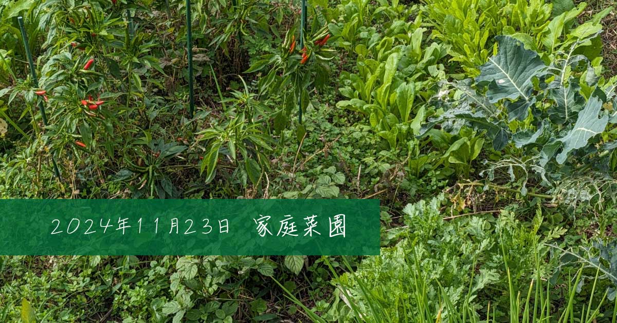 菜園の一角の全景画像とテキスト（２０２４年１１月２３日家庭菜園）