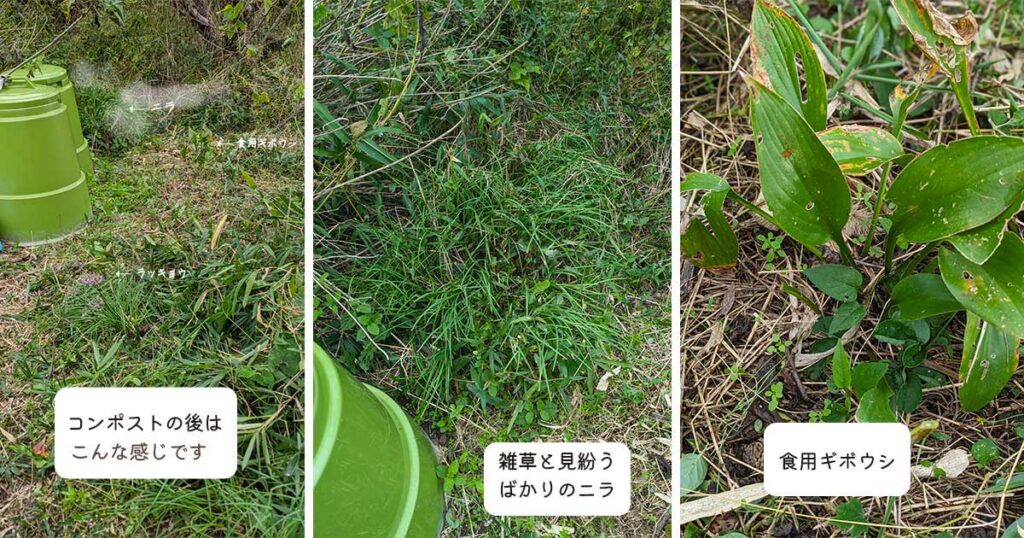 コンポストの裏の全景とにらと食用ギボウシの写真と説明文