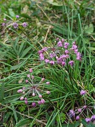 ラッキョウの花の写真