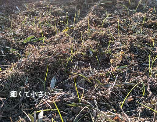 玉ねぎ苗を植え付けた様子の画像。草マルチがしてあります。