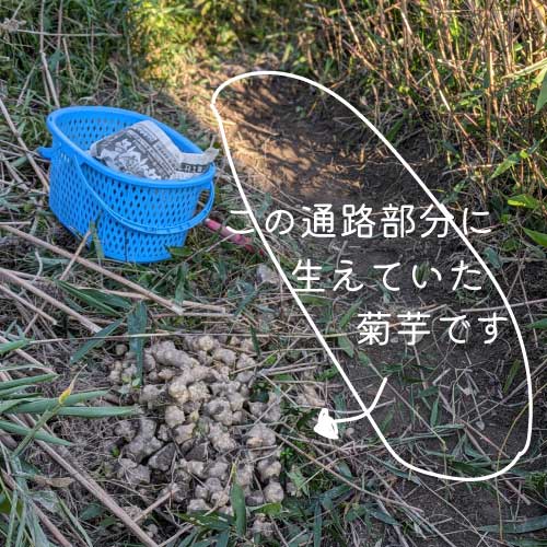 通路と菊芋の画像とテキスト（この通路部分に生えていた菊芋です）